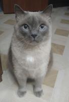Прикрепленное изображение: IMG-20170223-CAT.jpg