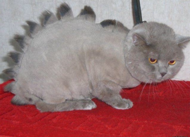 Прикрепленное изображение: IMG_2280.PNG