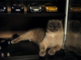 Прикрепленное изображение: DSC06459.JPG