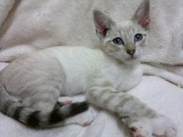 Прикрепленное изображение: tabby-point-siamese-girl-is-for-sale-53b804d723d48.jpg