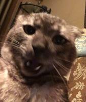 post-9454-0-48333000-1527025851_thumb.jpeg