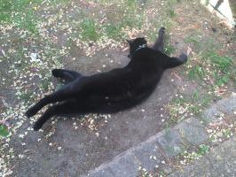 post-9454-0-78729000-1433618596_thumb.jpg