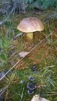 post-9547-0-09100900-1508676028_thumb.jpg