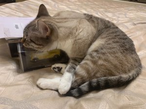 89409F7A-9442-4C02-90AF-F3D063300F90.thumb.jpeg.07df3f27f0411ee4161f400a85ba716d.jpeg