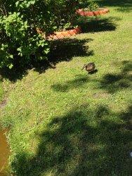 IMG_20220623_123004.thumb.jpg.a37dd93ffb82034088548f1ecae19ee7.jpg