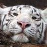 tiger-lx