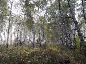 20220926_144549.thumb.jpg.105c2fa90be69e42502eec423424e8b7.jpg