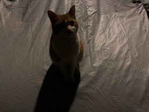 IMG_5459.thumb.JPG.2f32c12a741d4332bdf51e2ce8dfce36.JPG