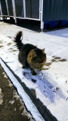 IMG_20230128_181406.thumb.jpg.005b333b20ff7b0b7c3bdf4af9108d07.jpg