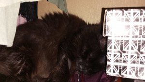 IMG_20231019_185341.thumb.jpg.75324db8e55fb3874df5ace410de334e.jpg
