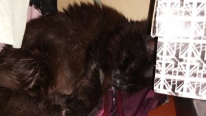 IMG_20231019_185349.thumb.jpg.c7a4fb21bf4212ff6f6be00c68b4e4b0.jpg