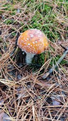 IMG_20231022_141814.thumb.jpg.be5d2177e897baac43673adfe865f191.jpg