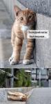 post-271-1157312601_thumb.jpg