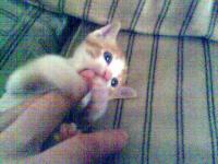 post-359-1207420093_thumb.jpg