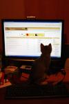 post-377-1262864492_thumb.jpg
