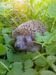 post-472-1212942958_thumb.jpg